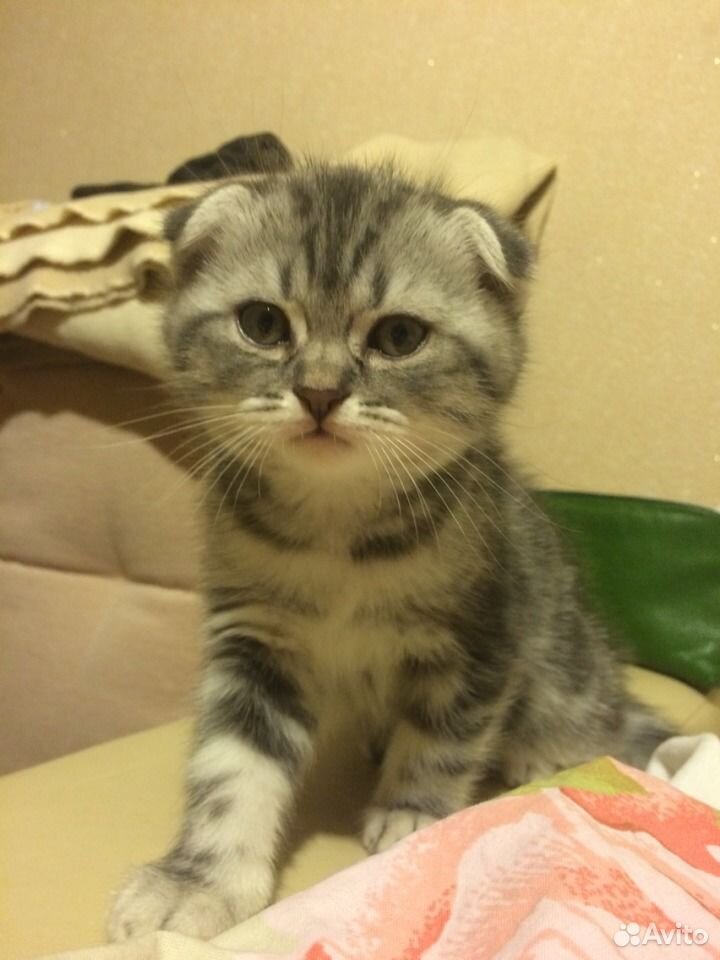 Шотландский котенок