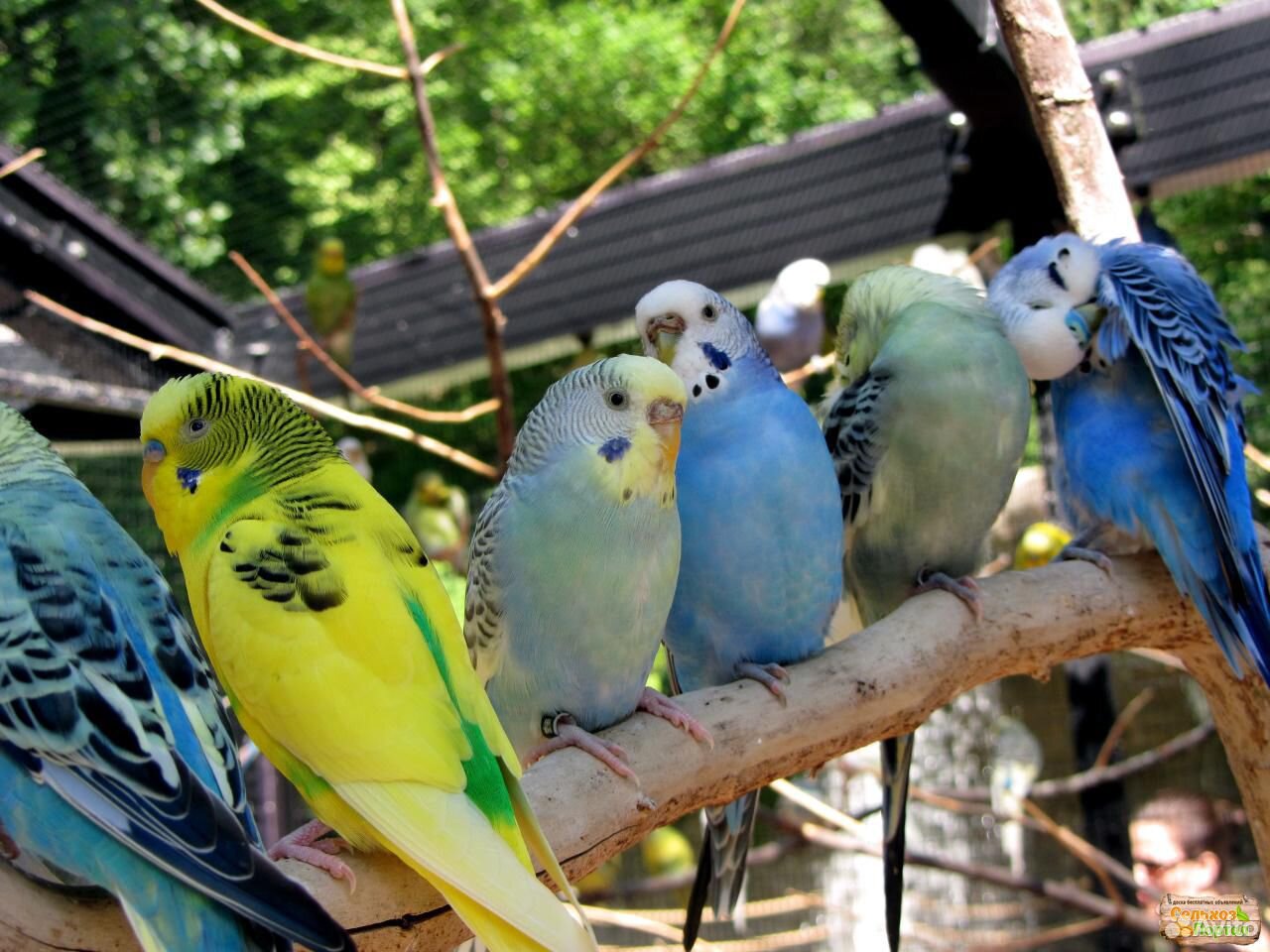 Членистые попугайчики
