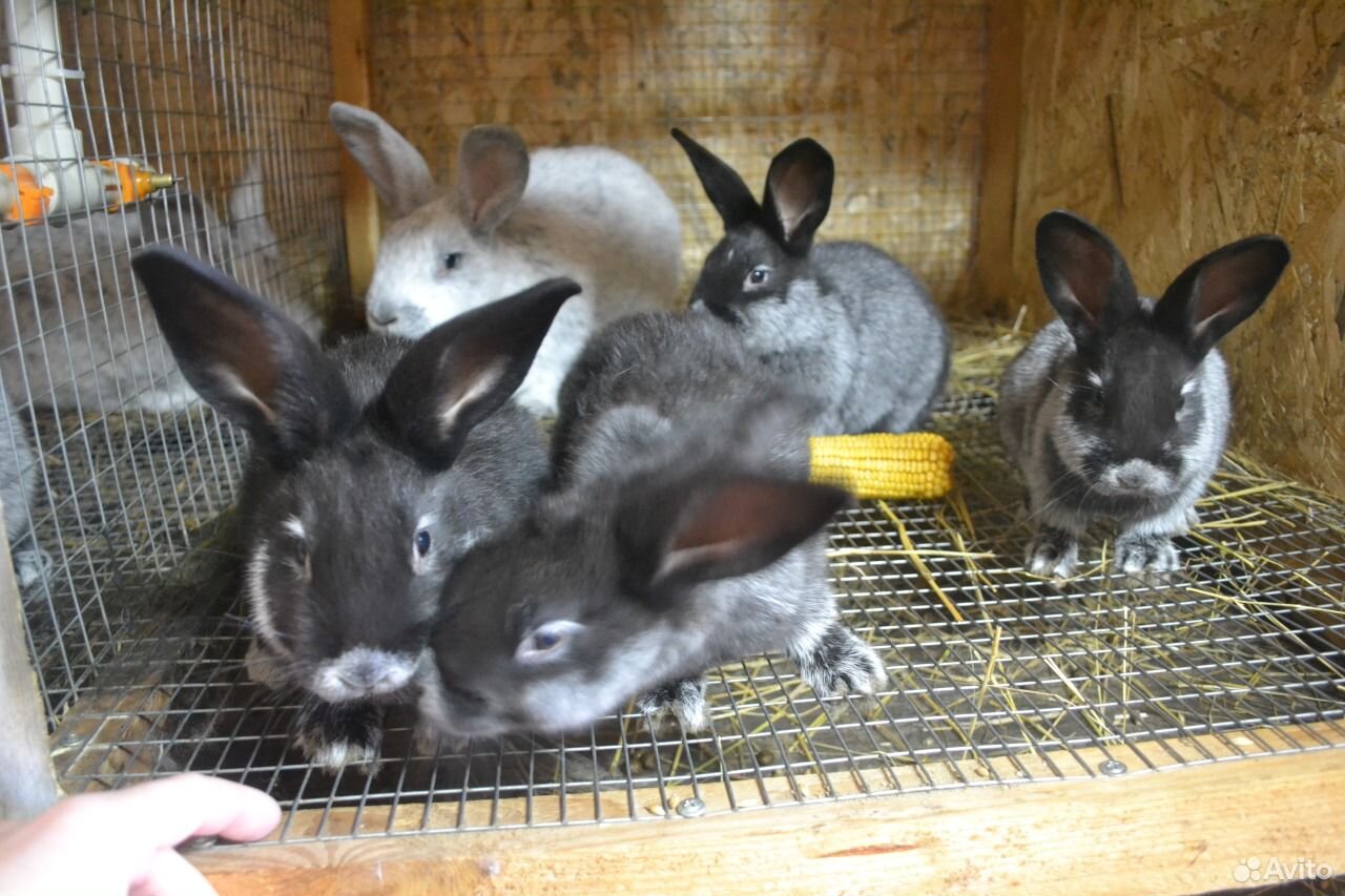 Купить кроликов воронежской. Большое светлое серебро кролики. БСС кролики. Кролик немецкий баран. Кролики Полтавское серебро разновидности.