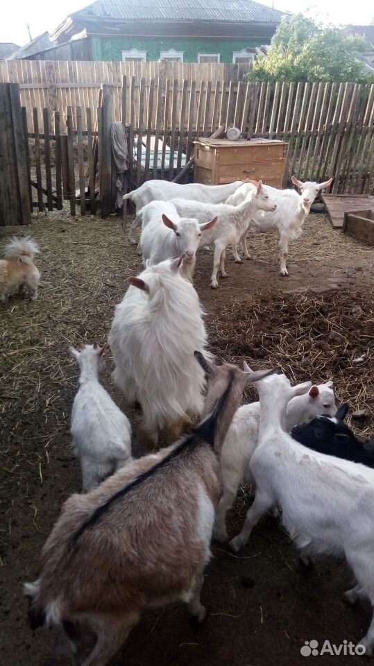 Продам коз, козлят,козочки дойные купить на Зозу.ру - фотография № 1