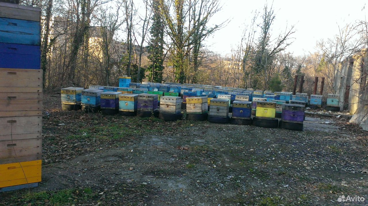 Продам маточники,плодные матки 2020 года.(пчелы) купить на Зозу.ру - фотография № 1