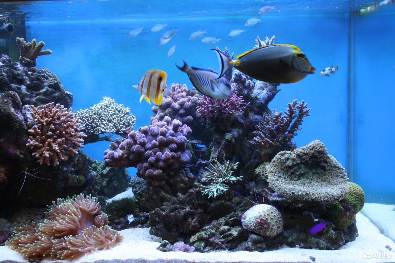 Морской аквариум 3200 литров купить на Зозу.ру - фотография № 2