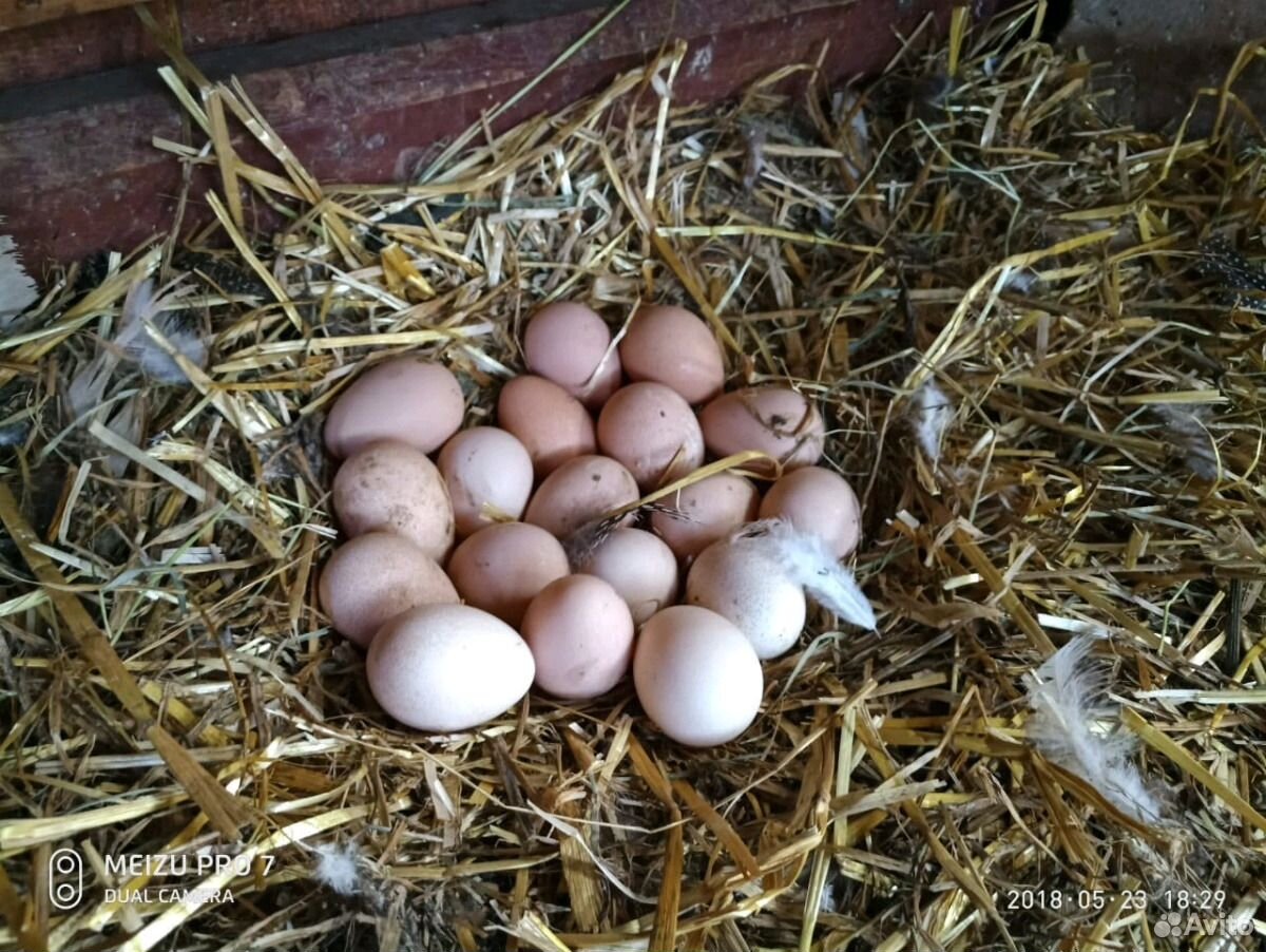Яйца от домашних кур и цесарок, птица купить на Зозу.ру - фотография № 3