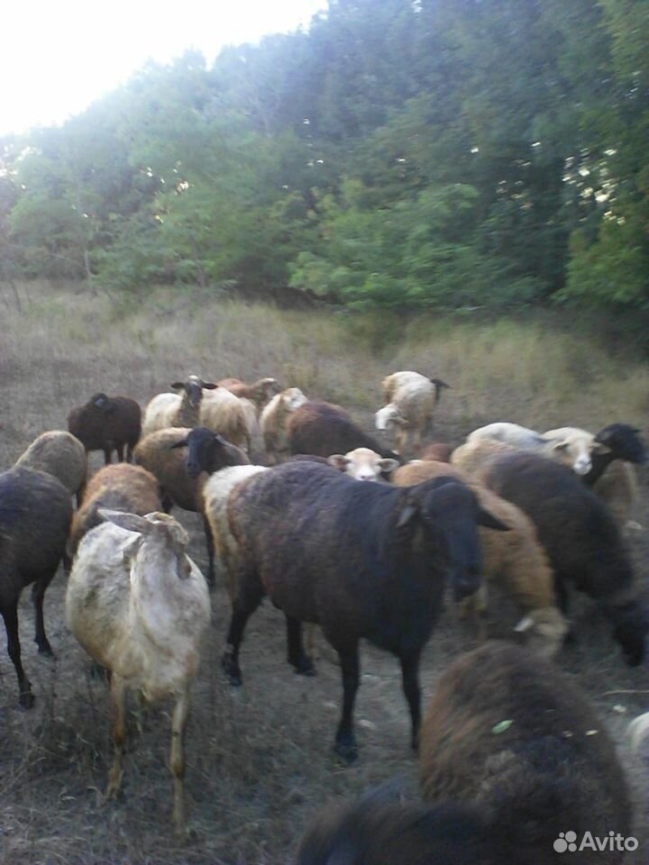 Бараны, коза купить на Зозу.ру - фотография № 2