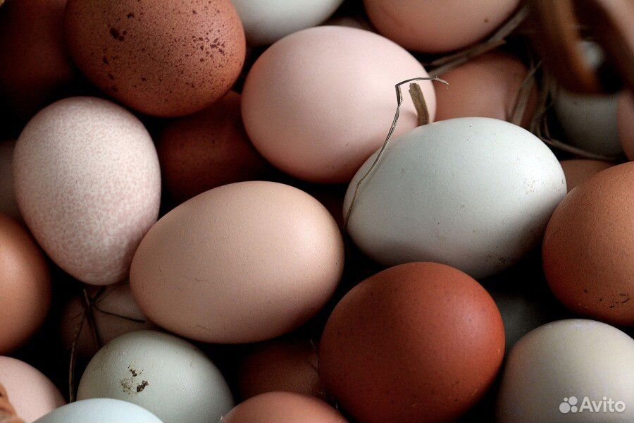 Домашние яйцо купить на Зозу.ру - фотография № 2