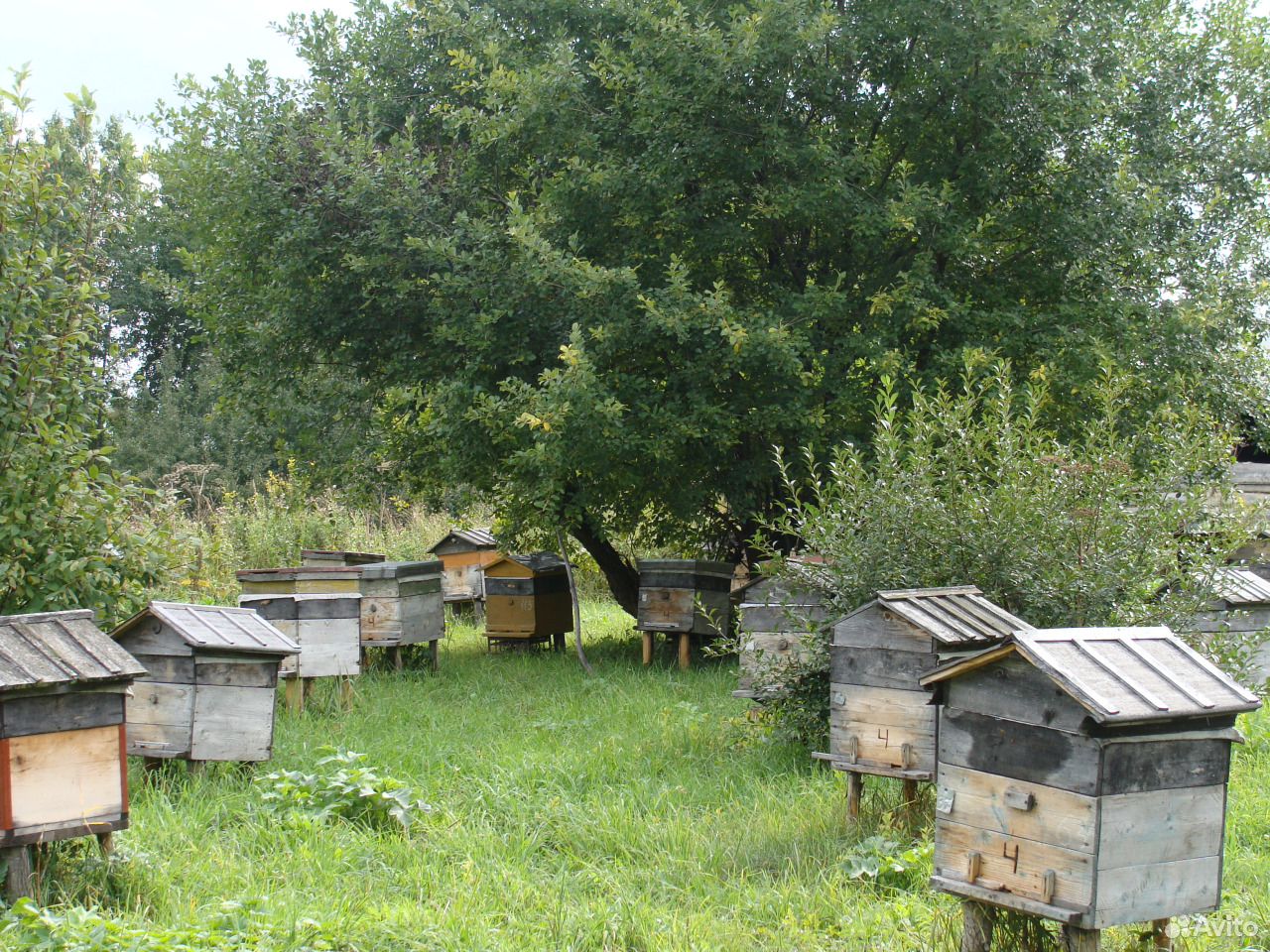 Продам пчёл купить на Зозу.ру - фотография № 2
