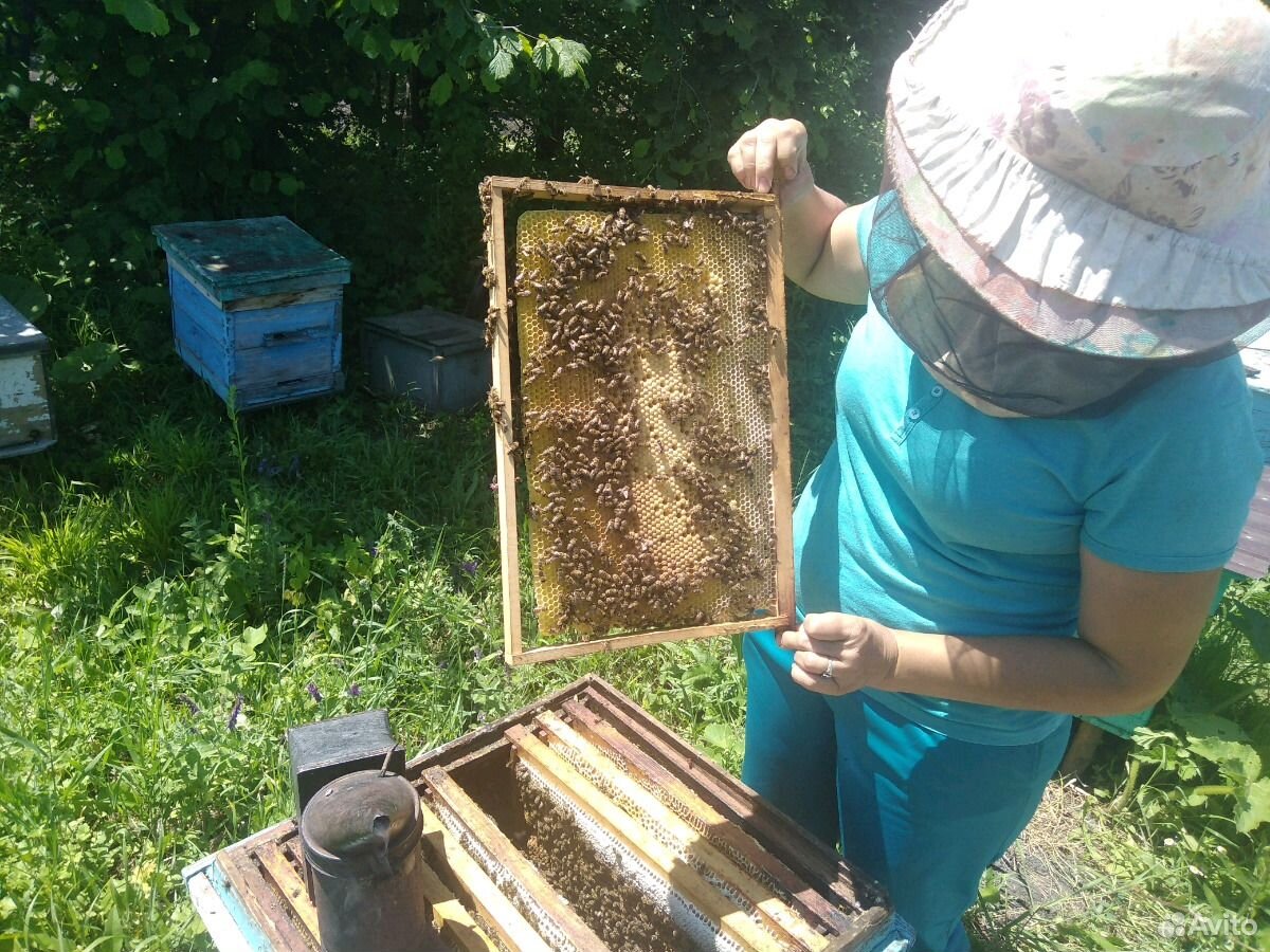 Продаю пчёл купить на Зозу.ру - фотография № 4
