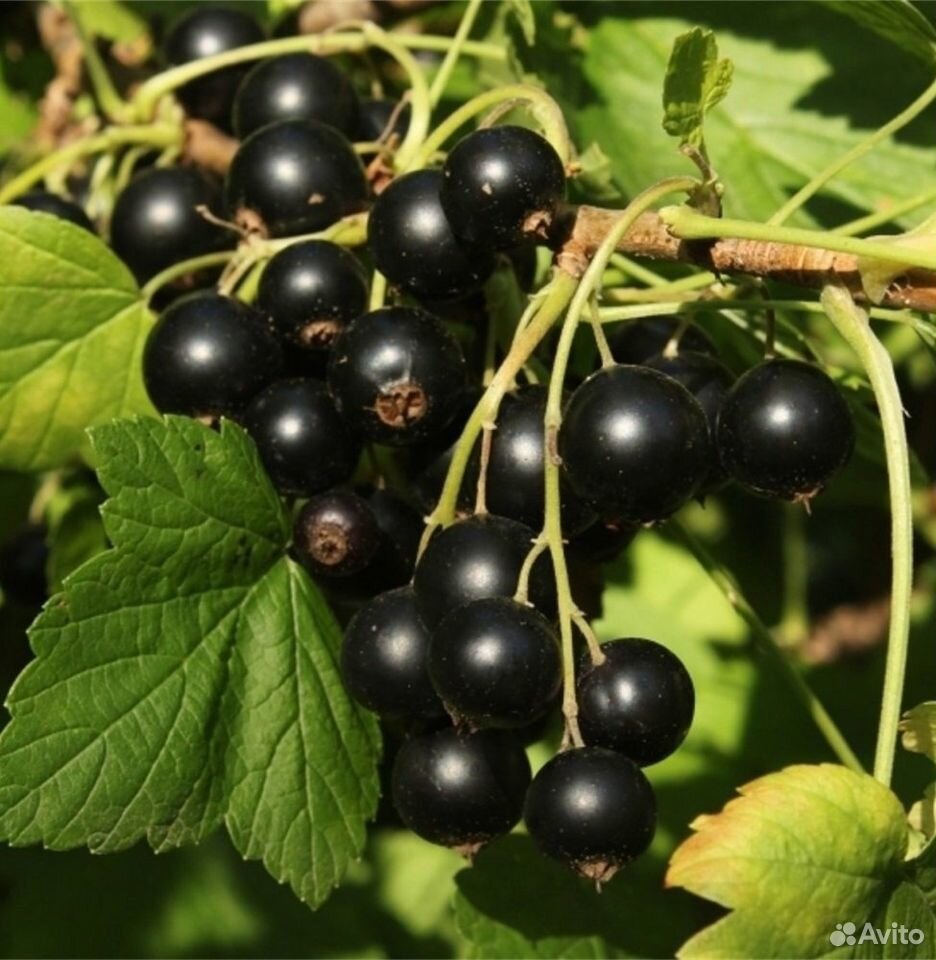 Черная смородина (ягоды) купить на Зозу.ру - фотография № 1
