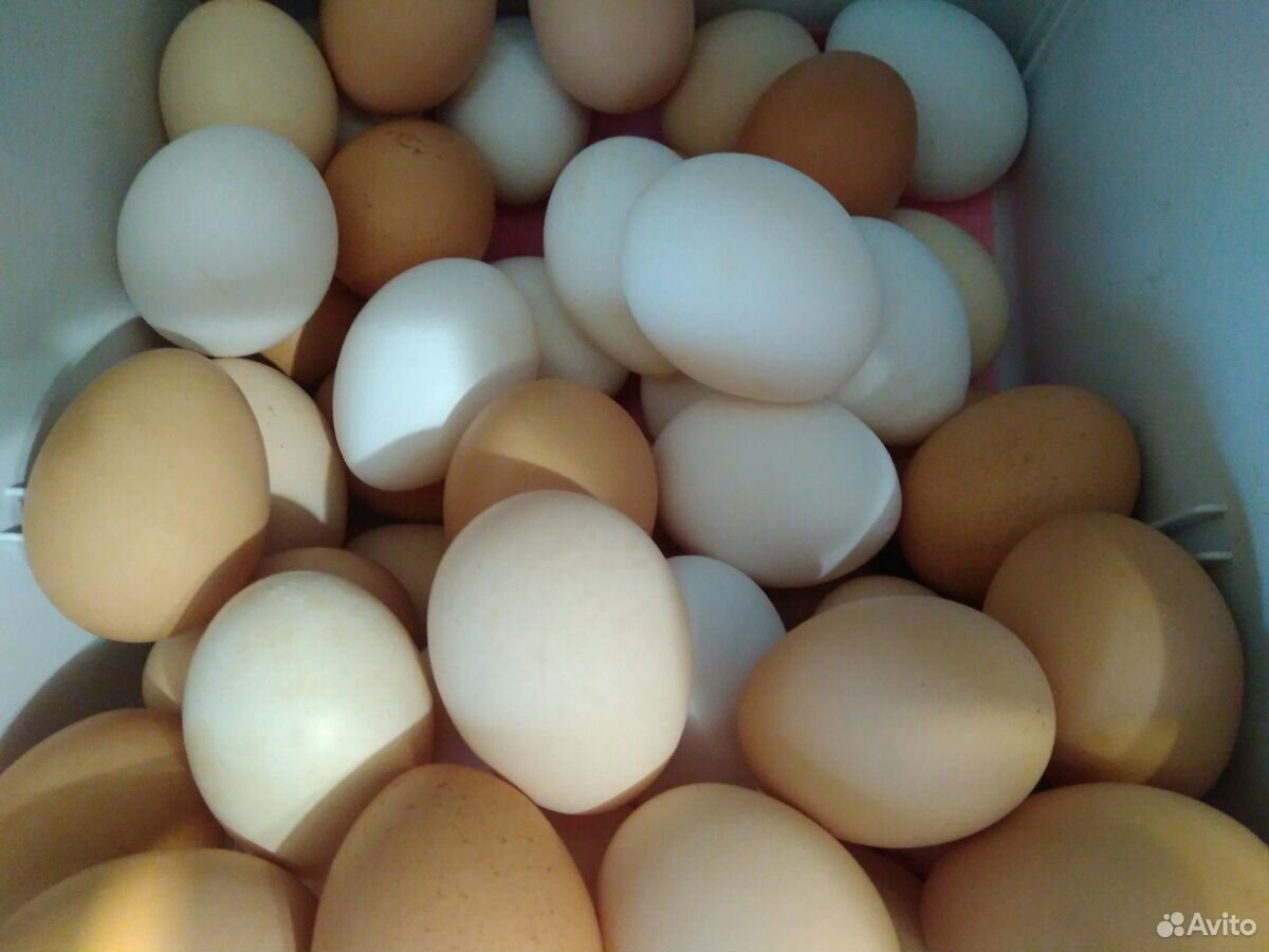 Яйца куриные, утиные, гусиные купить на Зозу.ру - фотография № 1