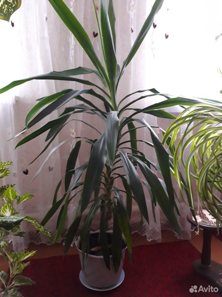 Комнатное растение 1 метр купить на Зозу.ру - фотография № 1