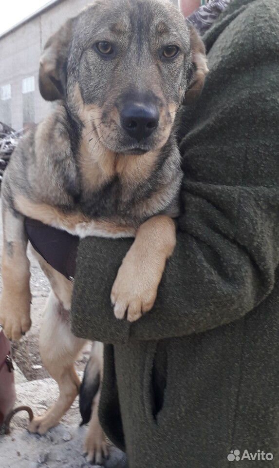 Молодая собака купить на Зозу.ру - фотография № 1
