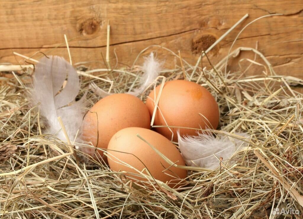 Яйца от домашних кур, диетическое, свежее, десяток купить на Зозу.ру - фотография № 4