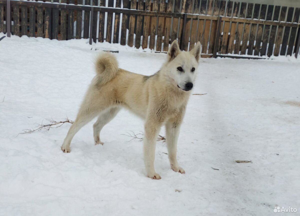 Щенки лайки бурые. Восточносибирская лайка. Лайка и хаски. Как накрутить лайки в вк. Лайки в избранное.