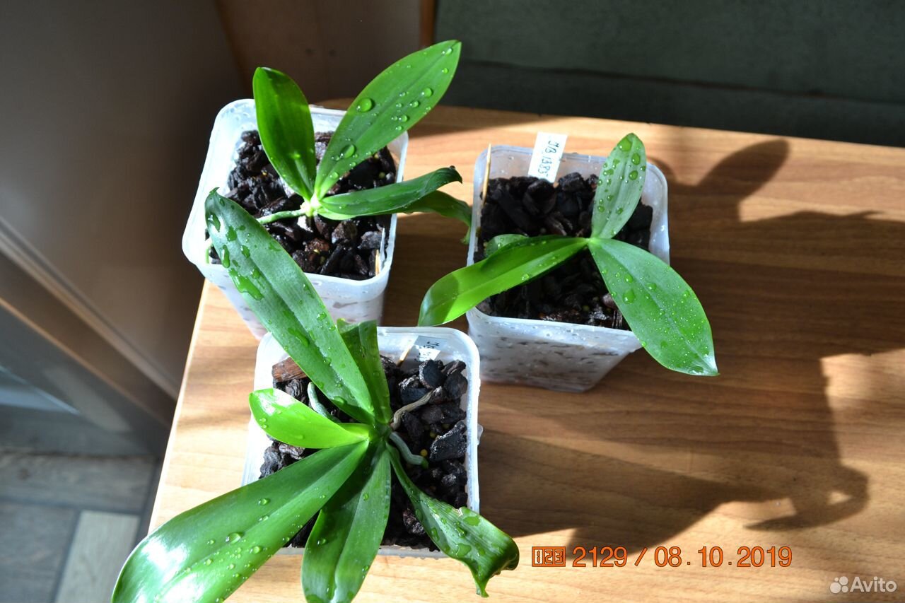 Phalaenopsis tetrapis C1 купить на Зозу.ру - фотография № 6