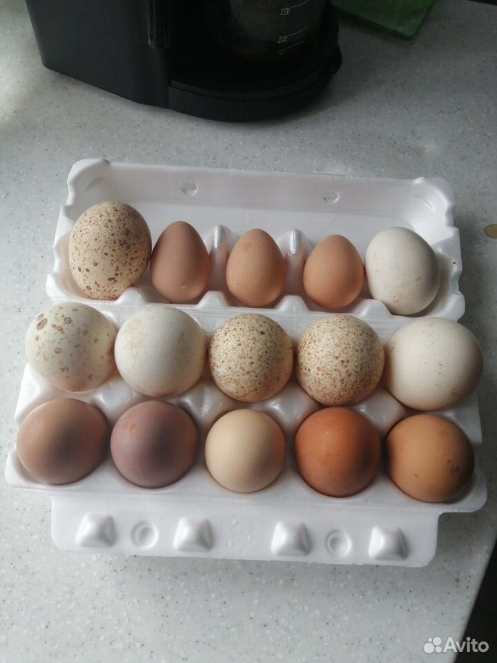 Яйца инкубационные купить на Зозу.ру - фотография № 2