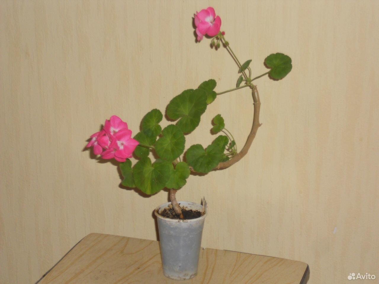 Герань розовая купить на Зозу.ру - фотография № 2