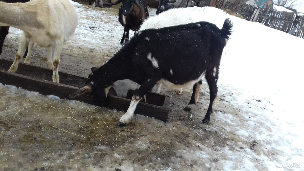 Продаю Нубийский козы козчка козлик казел купить на Зозу.ру - фотография № 8