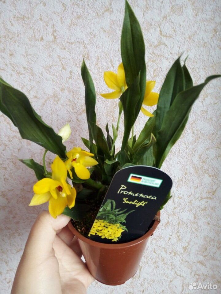 Орхидея Цимбидиум купить на Зозу.ру - фотография № 8