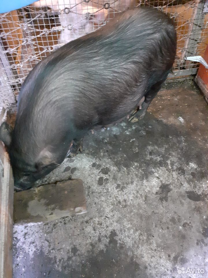 Вьетнамская свинья купить на Зозу.ру - фотография № 4