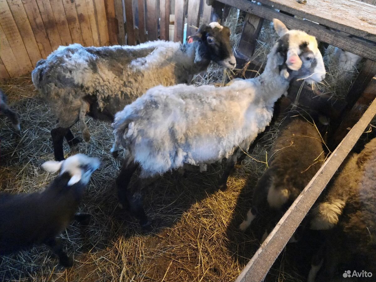 Продам овец, ягнят купить на Зозу.ру - фотография № 4