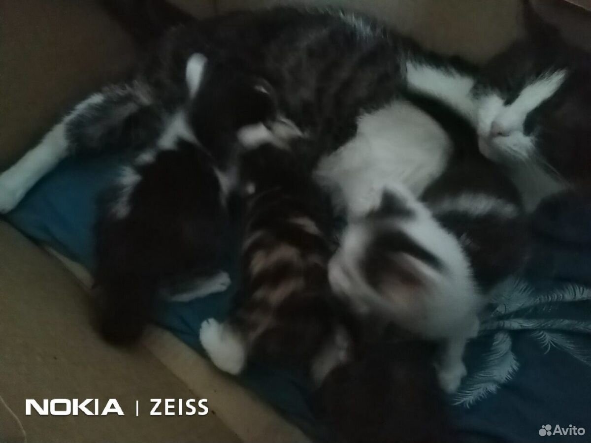 Отдам котят от крысоловки (2 мальчика, 2 девочки) купить на Зозу.ру - фотография № 3