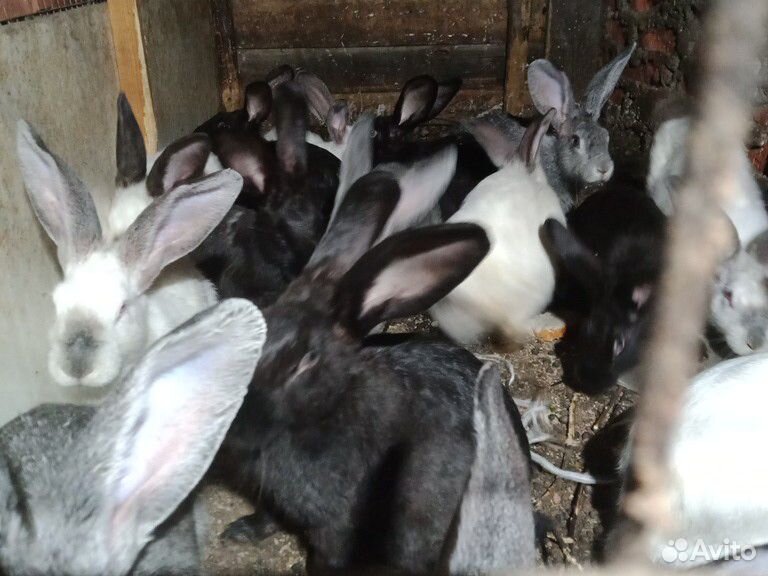 Кролики (мясо кролика) купить на Зозу.ру - фотография № 1