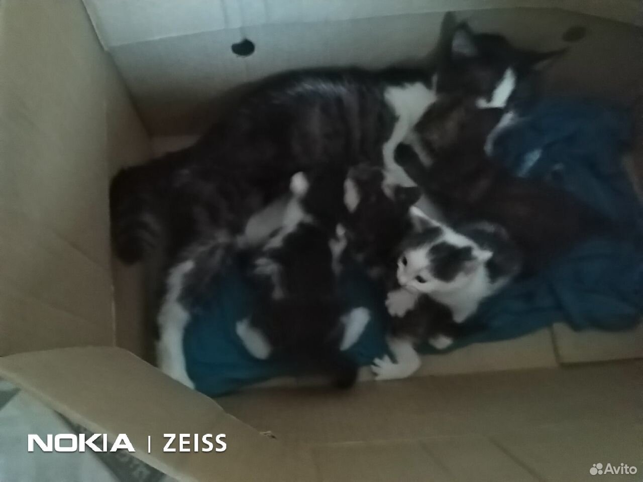 Котята от крысоловки***** купить на Зозу.ру - фотография № 6