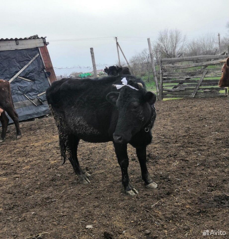 Тёлка стельная и корова с телятами купить на Зозу.ру - фотография № 4