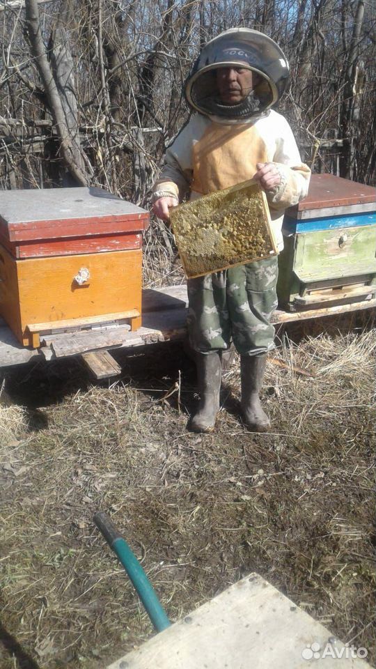 Ульи, пчелосемьи купить на Зозу.ру - фотография № 1
