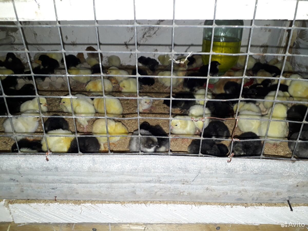 Цыплята 4 дня купить на Зозу.ру - фотография № 3