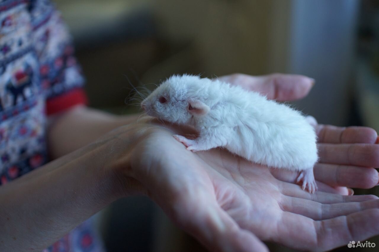 Крысы Дамбо Рекс, крысята купить на Зозу.ру - фотография № 3