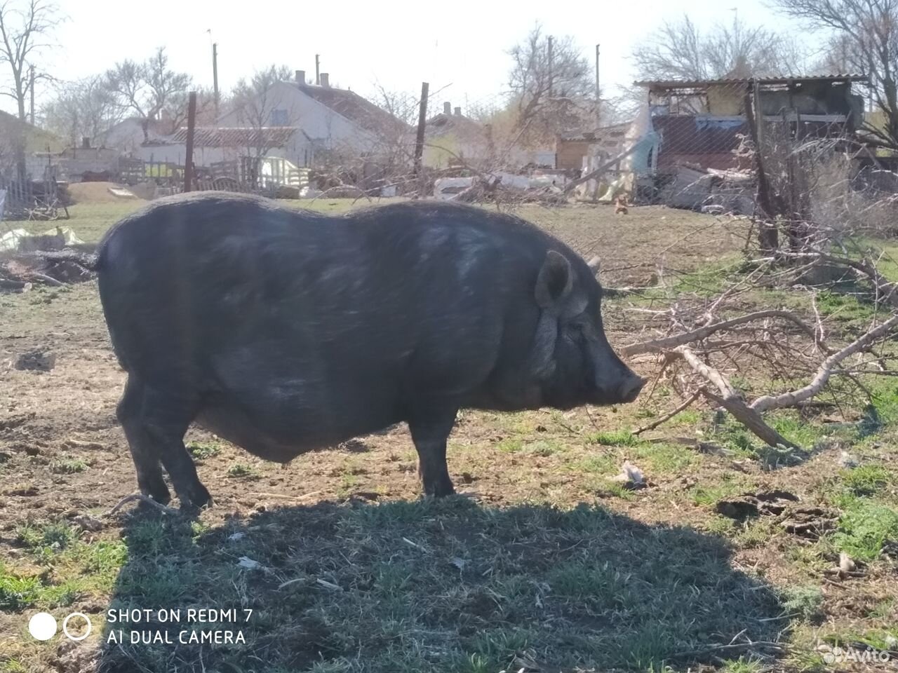 Хряк свинка купить на Зозу.ру - фотография № 6