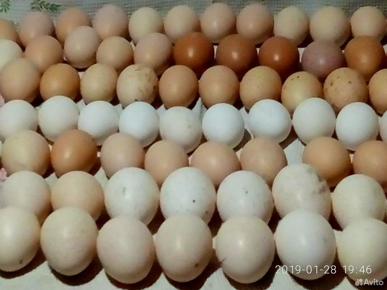 Купить яйцо билефельдеров