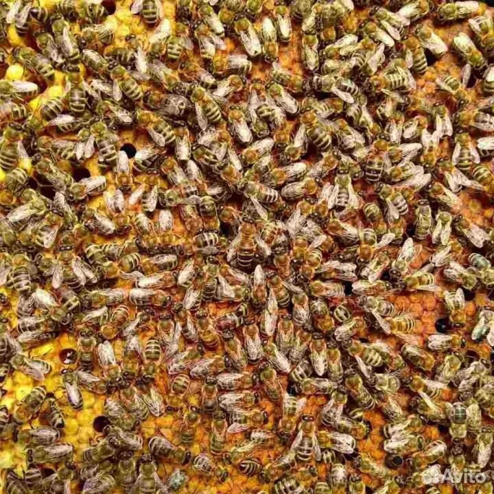 Пчело-пакеты, пчело-семьи купить на Зозу.ру - фотография № 2