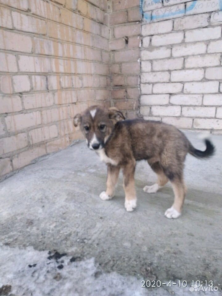 Собака, 2 мес, мальчик Рекс купить на Зозу.ру - фотография № 1