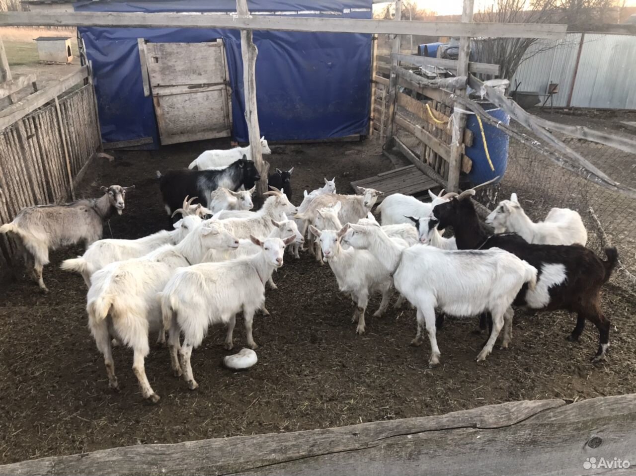 Коза, козы купить на Зозу.ру - фотография № 4