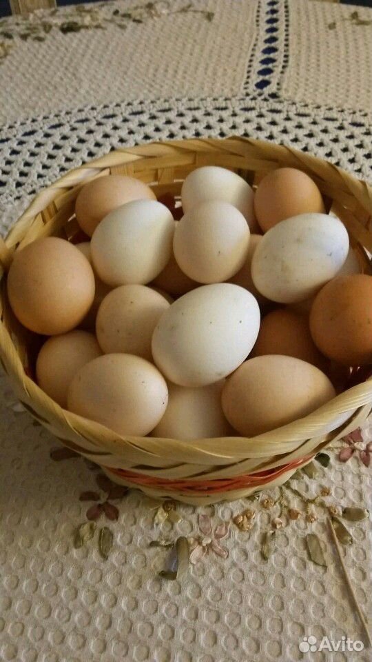 Яйцо домашнее диетическое купить на Зозу.ру - фотография № 1