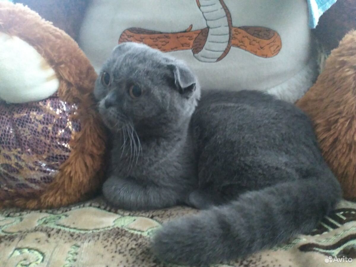 Вислоухий кот, чистокровный купить на Зозу.ру - фотография № 1