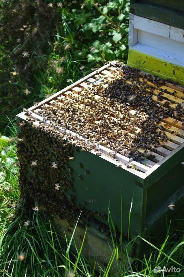 Продажа пчел купить на Зозу.ру - фотография № 1