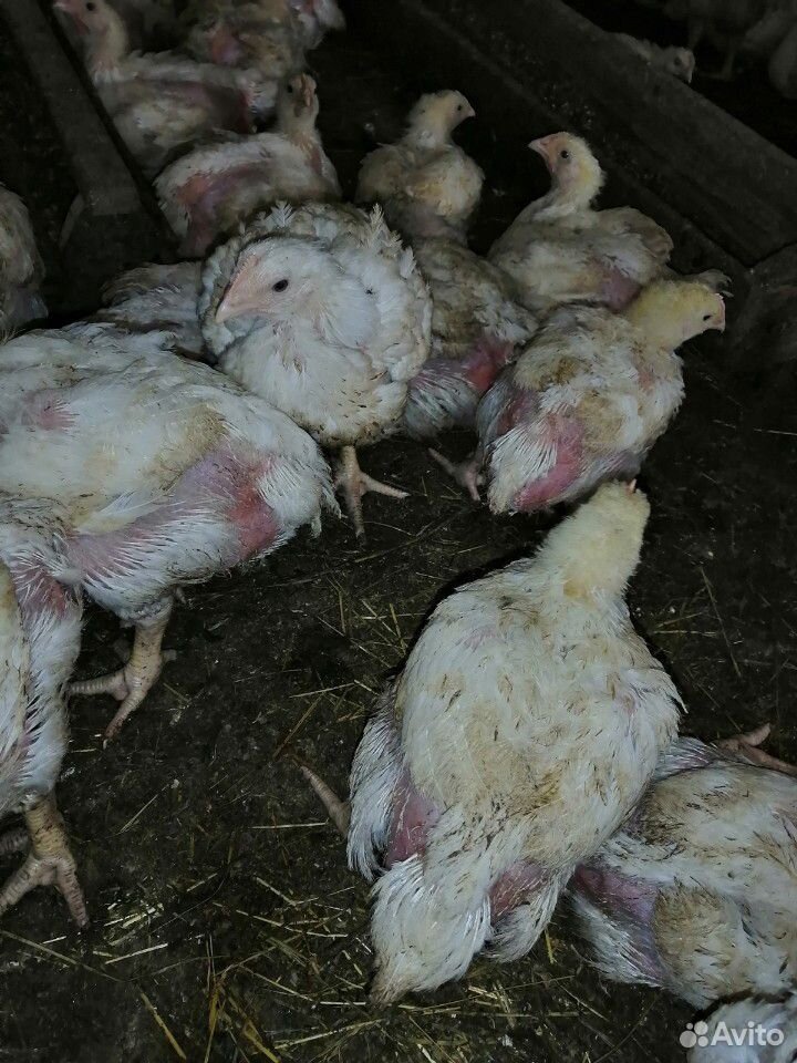 Бройлерные цыплята купить на Зозу.ру - фотография № 2