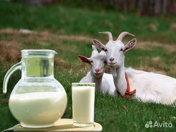 Козлята,покрытие козлом,молоко,Домашние яйца купить на Зозу.ру - фотография № 7
