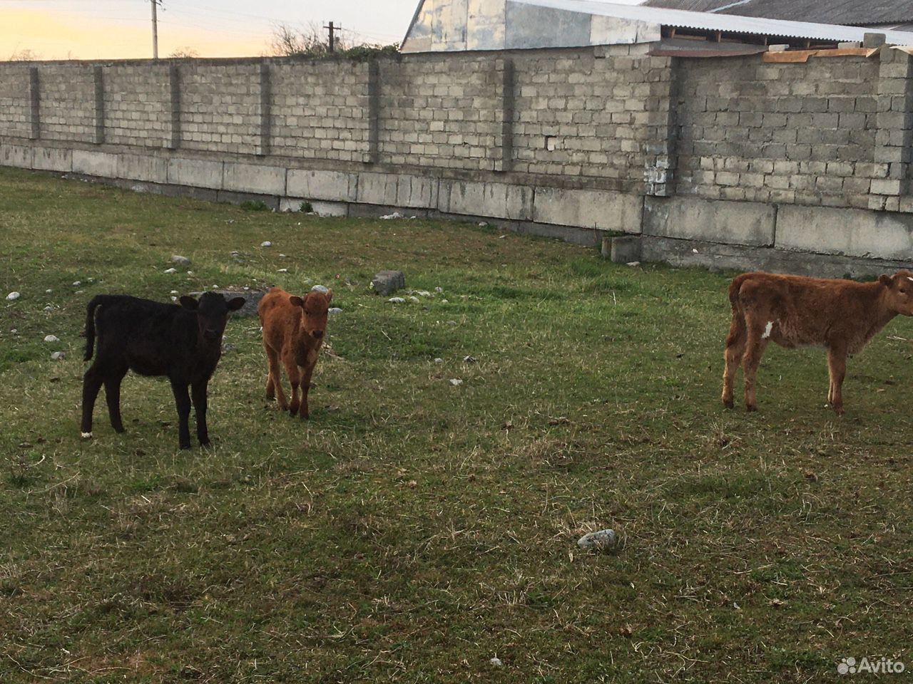 Коровы, бычки, телки купить на Зозу.ру - фотография № 10