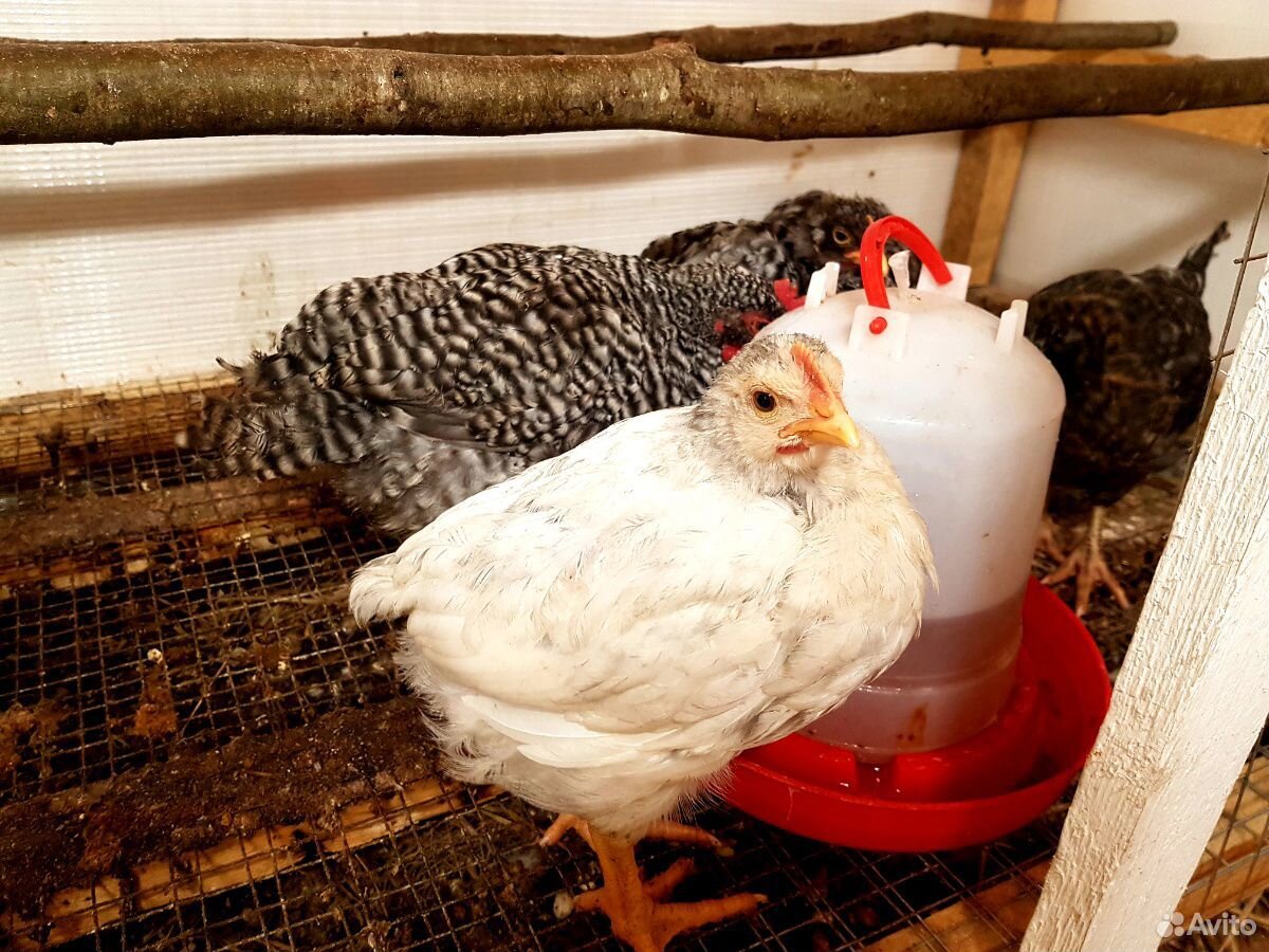 Цыплята (петушки чешский доминант) продам красавце купить на Зозу.ру - фотография № 3