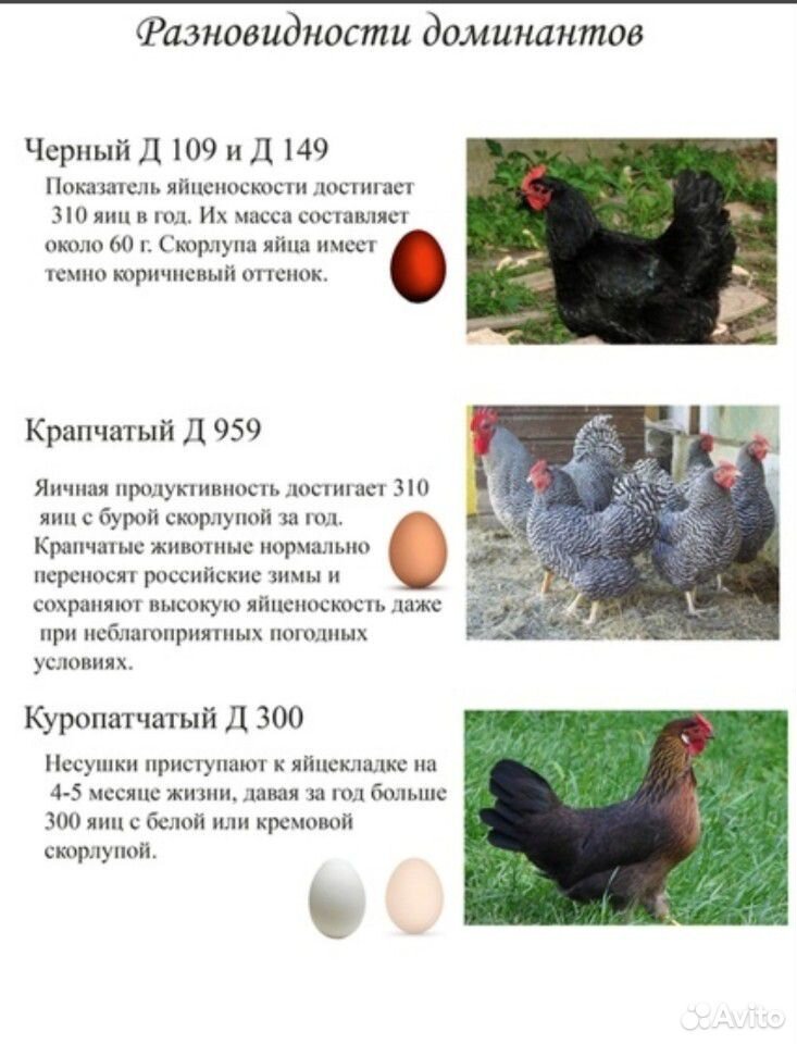 Цыплята породы доминанта купить на Зозу.ру - фотография № 1