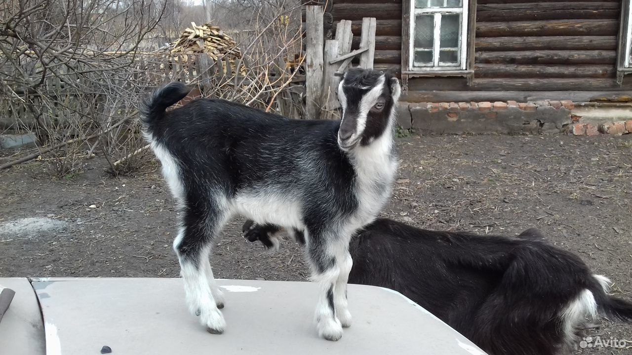 Козочка от высокоудойной козы купить на Зозу.ру - фотография № 1