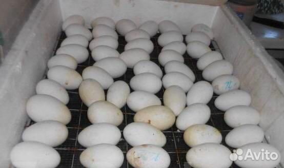 Яйцо гусиное инкубационное «Линда» Гусята «Линда» купить на Зозу.ру - фотография № 2