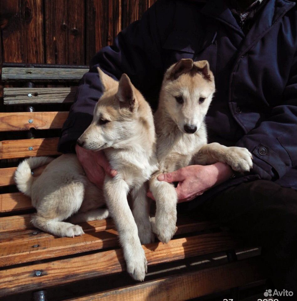 Щенки Западно-Сибирской лайки купить на Зозу.ру - фотография № 2
