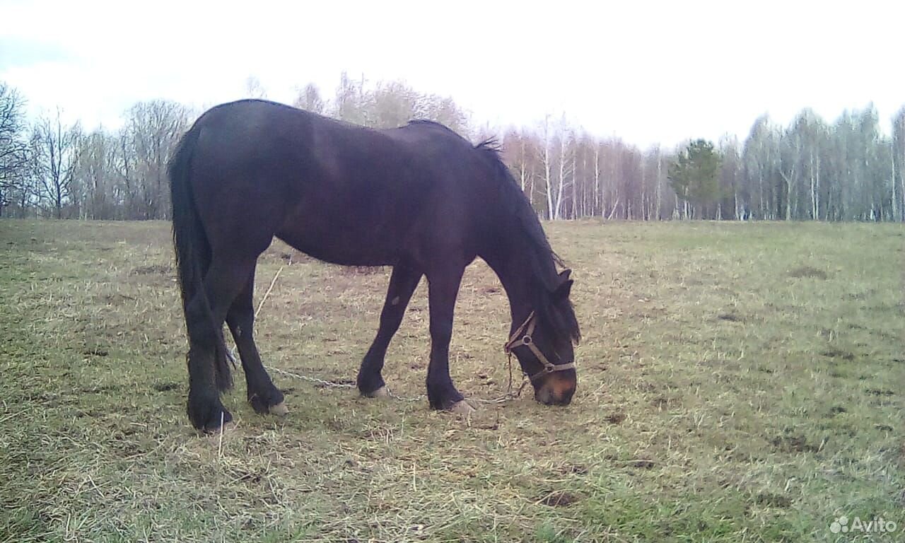 Лошадь и жеребчик купить на Зозу.ру - фотография № 3
