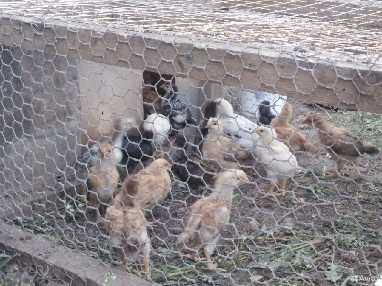 Цыплята месячные+ купить на Зозу.ру - фотография № 1