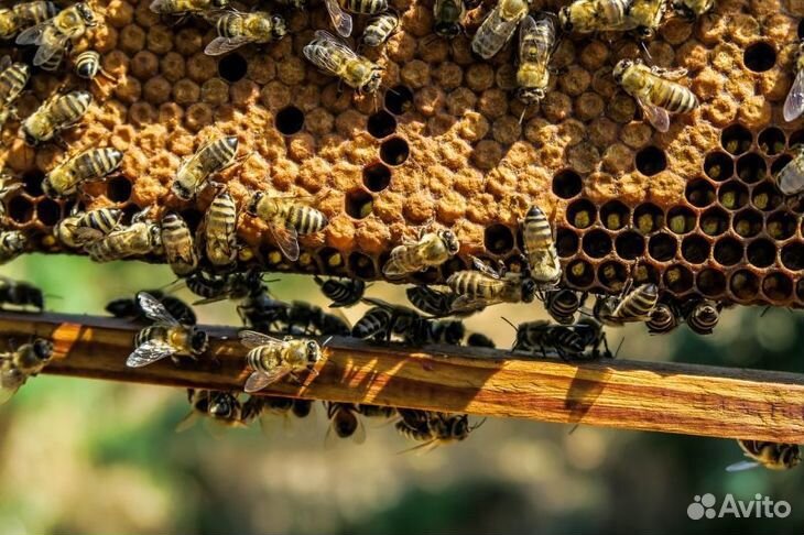 Семьи пчел с корпусами купить на Зозу.ру - фотография № 1